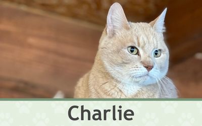 Kocour Charlie – Farmapark u Toma